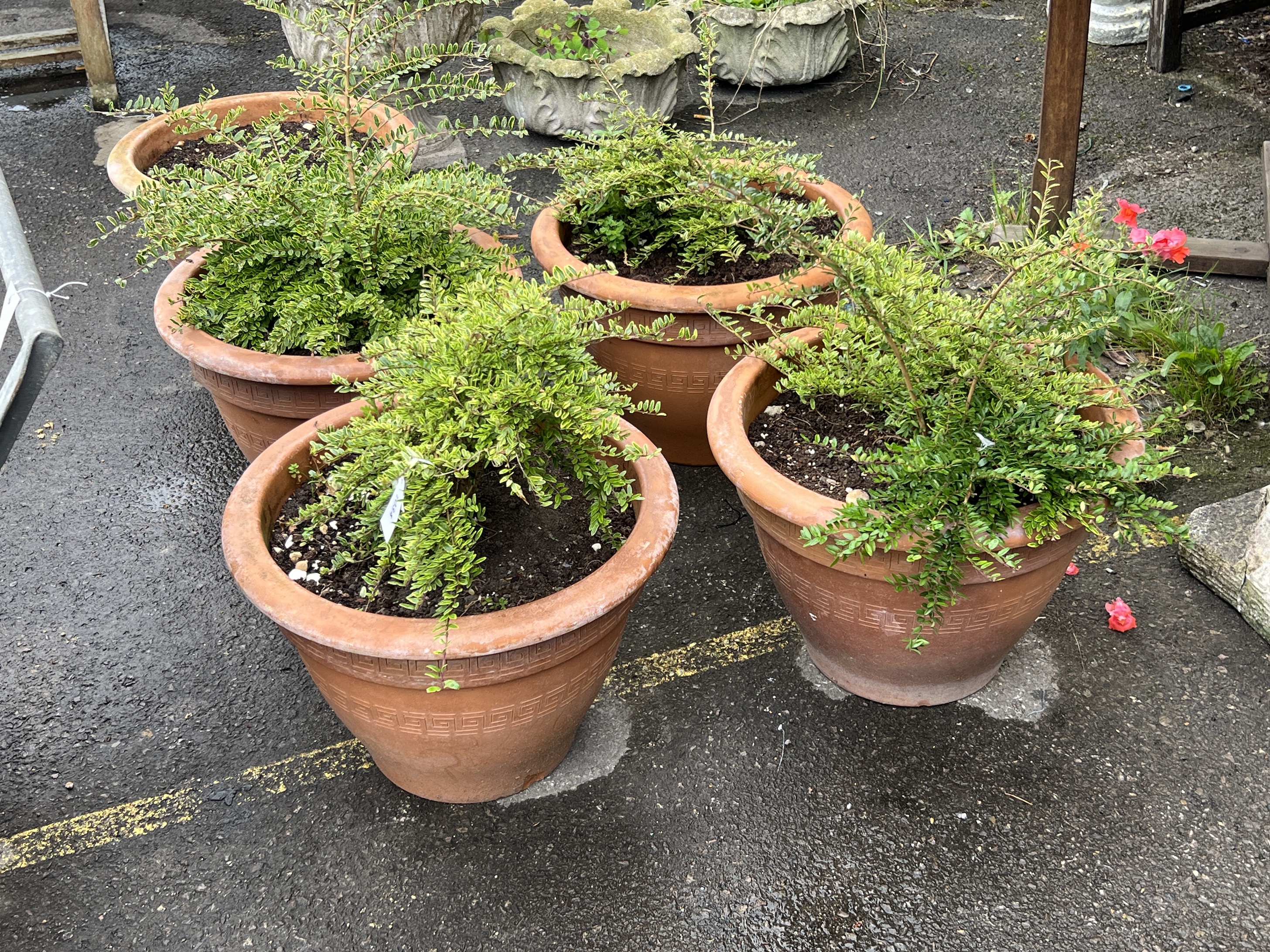 A set of five circular terracotta garden planters with incised Greek Key decoration, diameter 38cm, height 33cm